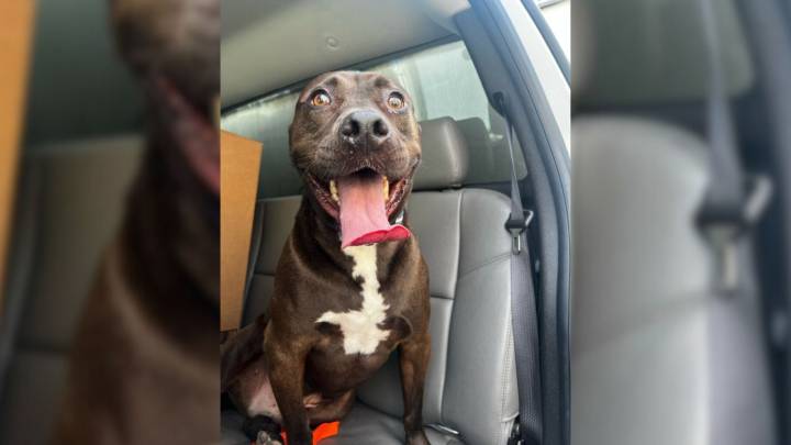 Virginia Shelter Dog Overlooked For 473 Days Proves That Love Is Always Worth Waiting For