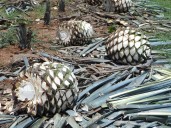 El futuro del tequila mexicano está en las alas de los murciélagos y en el agave que polinizan
