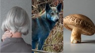 This Week in Science: Blue Dogs, Gray Hair, a Mushroom Computer, And More!