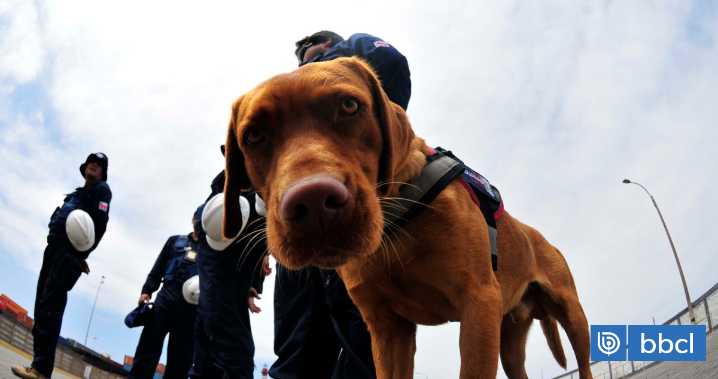 Perro detector frustró viaje de hombre que intentaba llegar a Chaitén con más de 2 kilos de marihuana