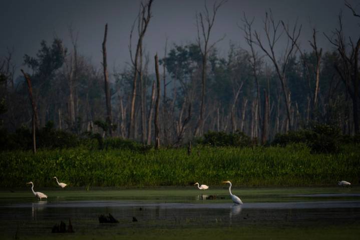 Illinois lawmakers urged to ‘step up’ and ‘fight like hell’ as EPA moves to cut wetlands protections