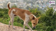 Supreme Court allows bite victims to intervene in stray dogs case without paying deposit