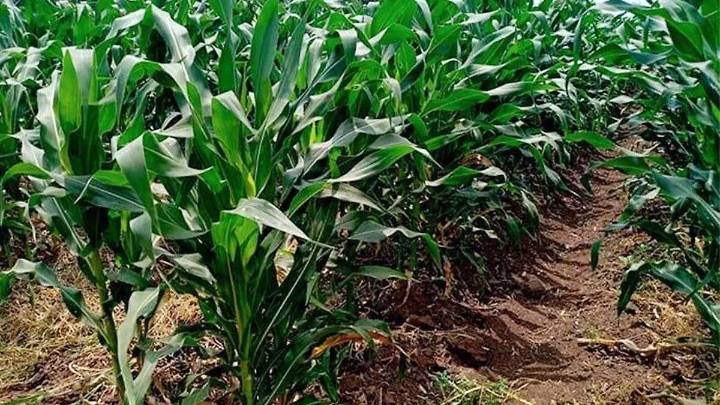 SADER Sonora invita a productores a inscribirse en el subsidio de tarifas eléctricas