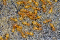 Parasitic Ant Queens Can Trigger Workers to Kill Their Own Queen: Report