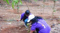 FedEx Plants 1,200 Trees At IIIT Campus In Gachibowli
