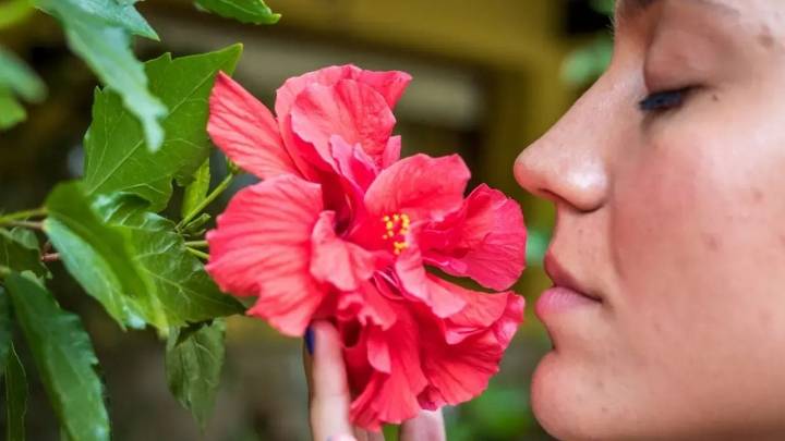 Del balcón a la barra del bar: la planta vintage que conquista a los amantes de lo natural