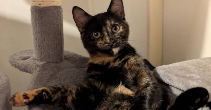 Glasgow kitten swallows sewing needle as vet finds it lodged in poor animal's throat