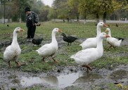 Washington resident hospitalized with first US case of H5N5 bird flu