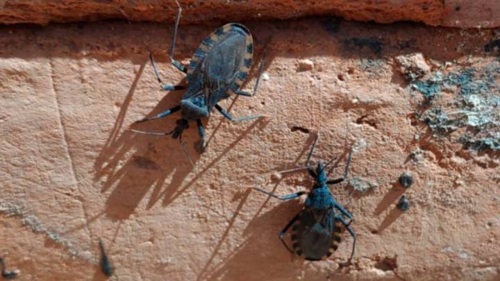 Enfermedad de Chagas en Arequipa: estos son los 4 distritos con mayor proliferación de chirimachas