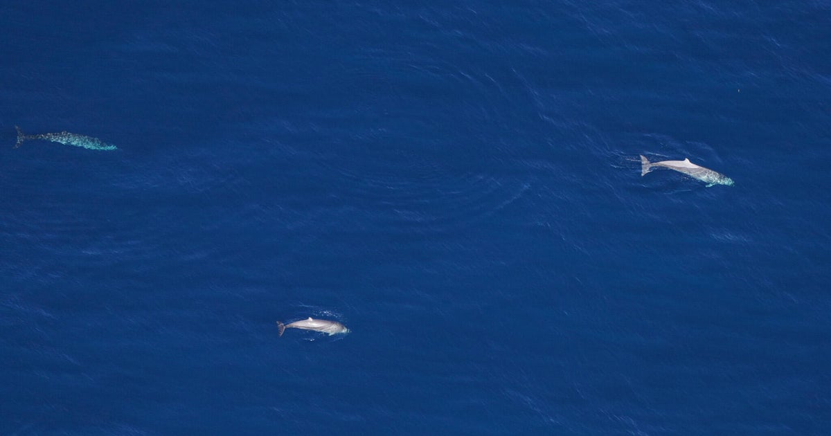 Mysterious "deep-diving" whales observed in rare sighting off Massachusetts coast
