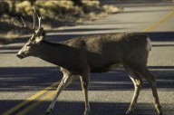 Sask. drivers warned to watch for wildlife during peak collision season