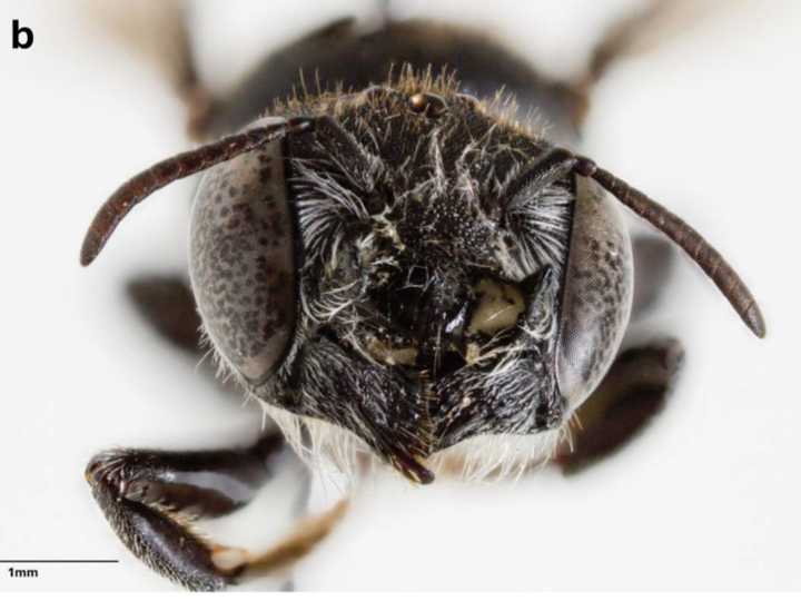 “Lucifer”: cómo es la misteriosa nueva especie de abeja con cuernos que descubrieron en Australia