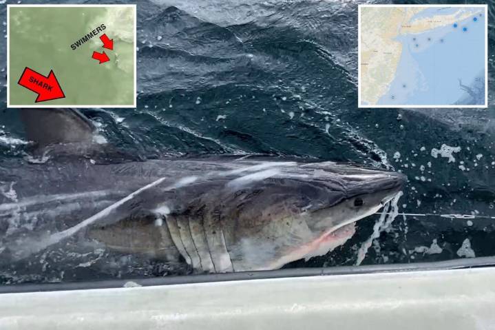 Great white sharks swarmed New York, New Jersey waters this summer amid the predator's population boom: expert