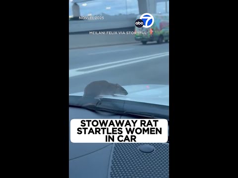 Stowaway rat startles women in car