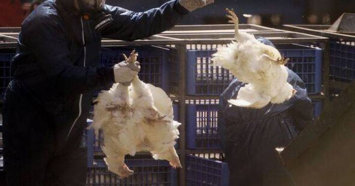 Deadly bird flu outbreak in Midlands village prompts poultry cull