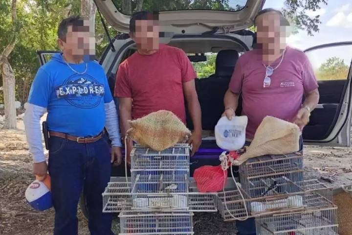 Aseguran aves protegidas en la carretera Dzidzantún-Dzilam González; hay tres detenidos