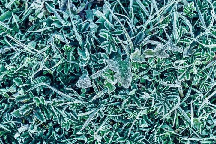 Lawn Care Pros Reveal Exactly What to Do Before the First Frost Hits