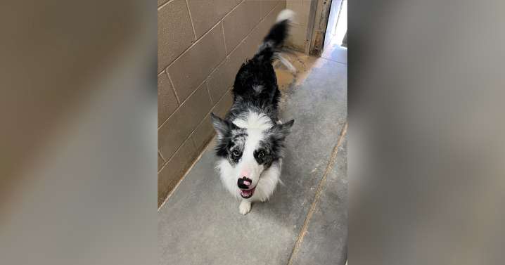 Adorable Adoptables: Rio, Ollie, Jessie May