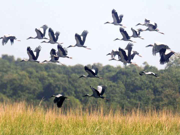 Assam: Pobitora Wildlife Sanctuary welcomes surge of migratory