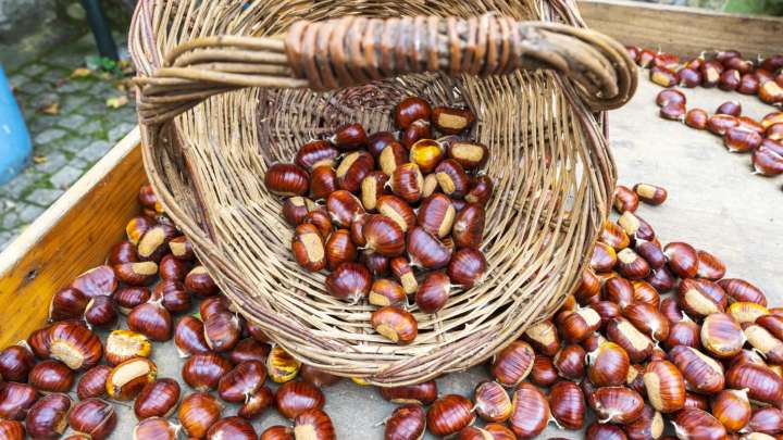 Un valle, una sierra... los mejores rincones de Málaga para recoger castañas