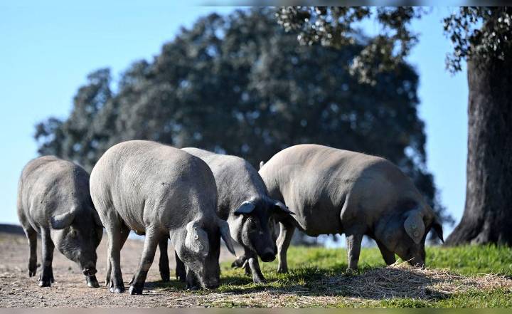 México suspende importaciones de carne de cerdo española por peste porcina africana