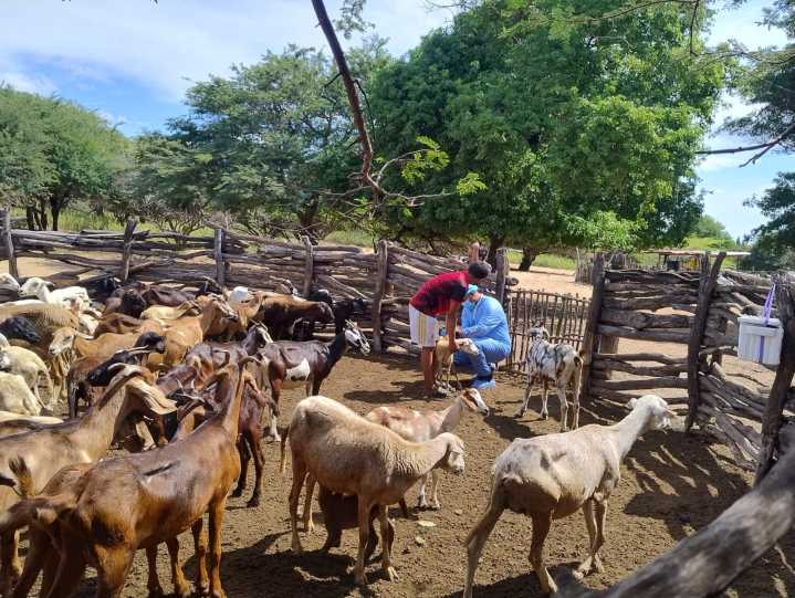 Con 20 mil dosis inició plan de vacunación de ovinos y caprinos en comunidades Wayúu de Manaure en La Guajira