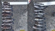 Massachusetts men accused of taking 67 undersized fish from RI