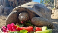 “Adiós a ‘Gramma’: muere a los 141 años la emblemática tortuga de Galápagos del Zoológico de San Diego”