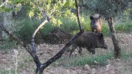 España detecta dos casos de peste porcina africana en jabalíes silvestres