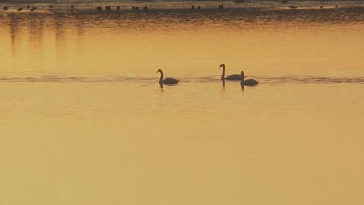 Os EUA rexistra a primeira morte dun humano por unha cepa da gripe aviaria que só se detectara en animais