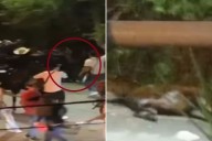 Maltrato animal en San Gil: Caballo murió tras agotadora cabalgata