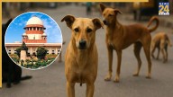 Supreme Court on Stray Dogs: ‘Remove Them from Schools, Hospitals, and Public Transport Hubs’
