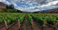 Jujuy en “País Divino” por su gran potencial vitivinícola