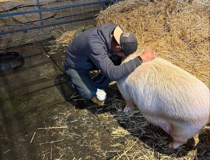 After months in a car, Roscoe the pig begins new life at Oregon farm sanctuary