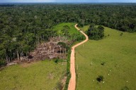A bold new investment fund aims to channel billions into tropical forest protection