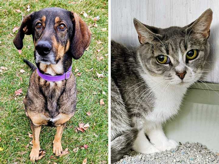 Pets of the week: Pigeon will need time to warm up. KK has epic ears