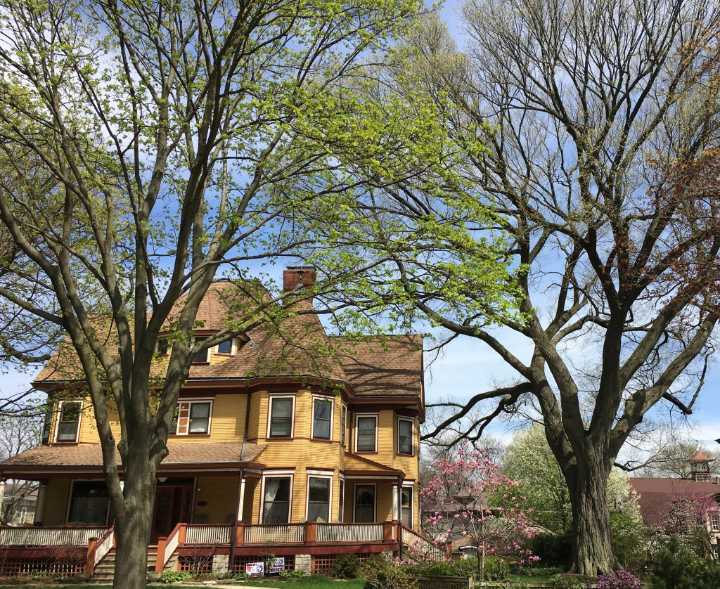 Give thanks for all that trees give us