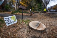 Crews start cutting down century-old trees on Logan’s Canyon Road