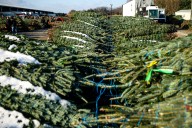 Massive auction of Christmas tree, items ready to roll later this week in Pa.