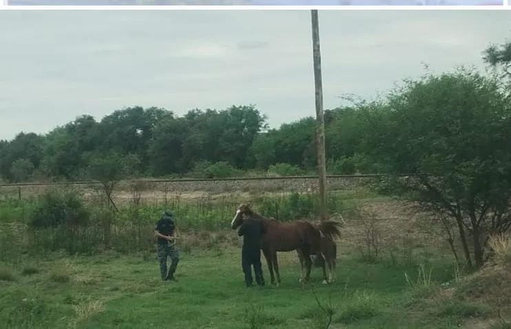 La Policía de Salta secuestró 30 caballos sueltos en distintos puntos de la provincia