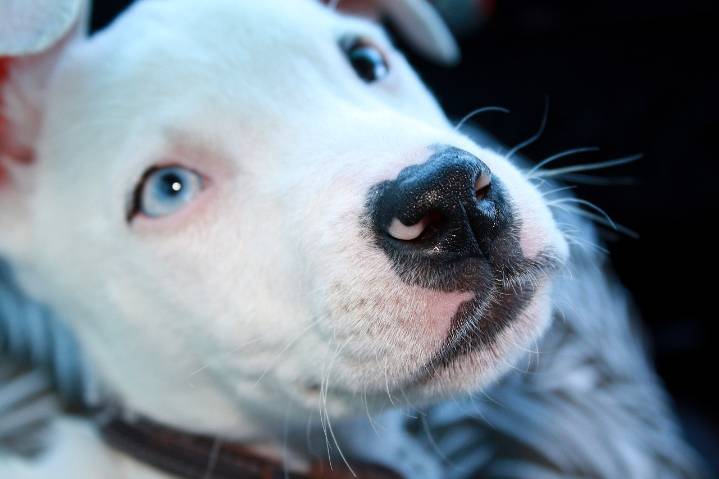 Ultimate Pit Bull Puppy Shopping List: Checklist of 23 Must