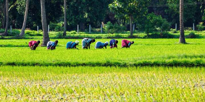 In Tamil Nadu’s fields, working under the sun may unknowingly be damaging your kidneys