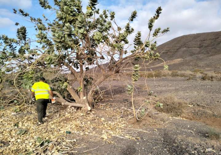 Fuera con el árbol de la seda en Fuerteventura