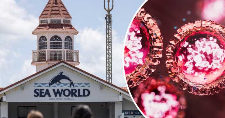 Queensland measles: Brisbane and Gold Coast on high alert after cases detected at Jelly Roll concert, Sea World