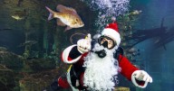 Tennessee Aquarium's Holidays Under the Peaks returns Nov. 28