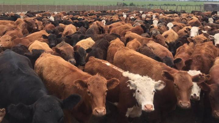 La ganadería argentina gana terreno en los mercados premium