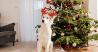 Do 1 thing now to 'make pets ignore Christmas tree and decorations'