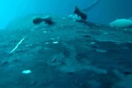 Rare Video Shows Sucker Fish Whale-Surfing on Humpbacks