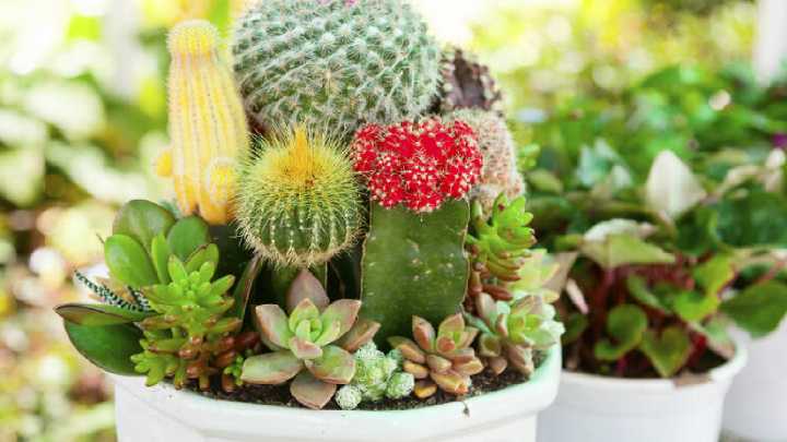 El método para lograr que tu cactus dé flores esta primavera
