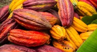 Cacao peruano en 2025: lo bueno, lo pendiente y lo interesante 